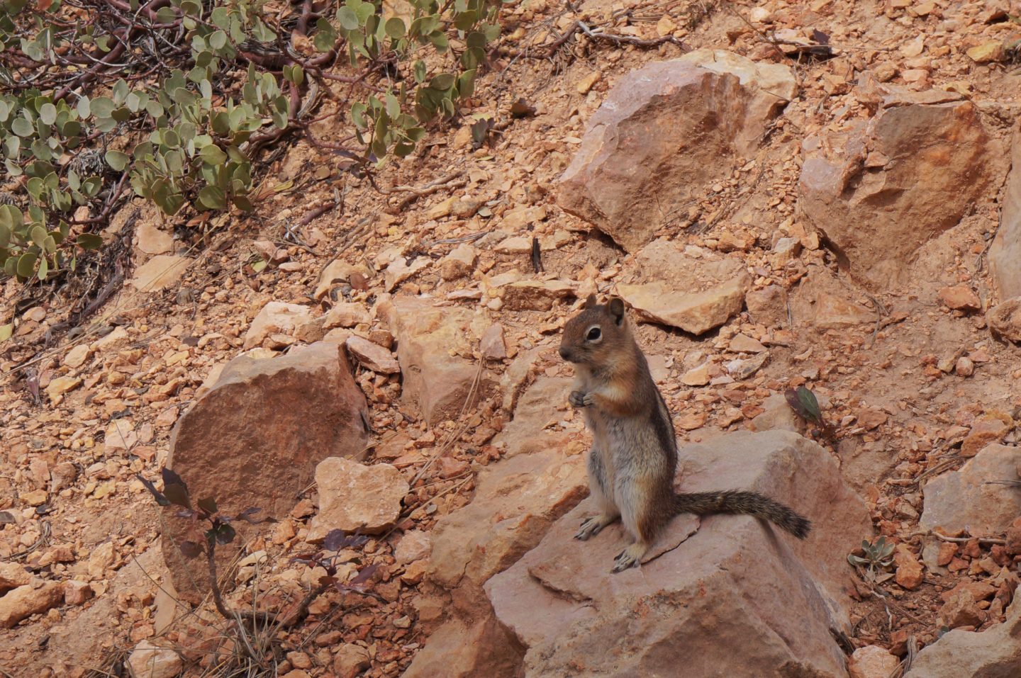 tiere bryce canyon