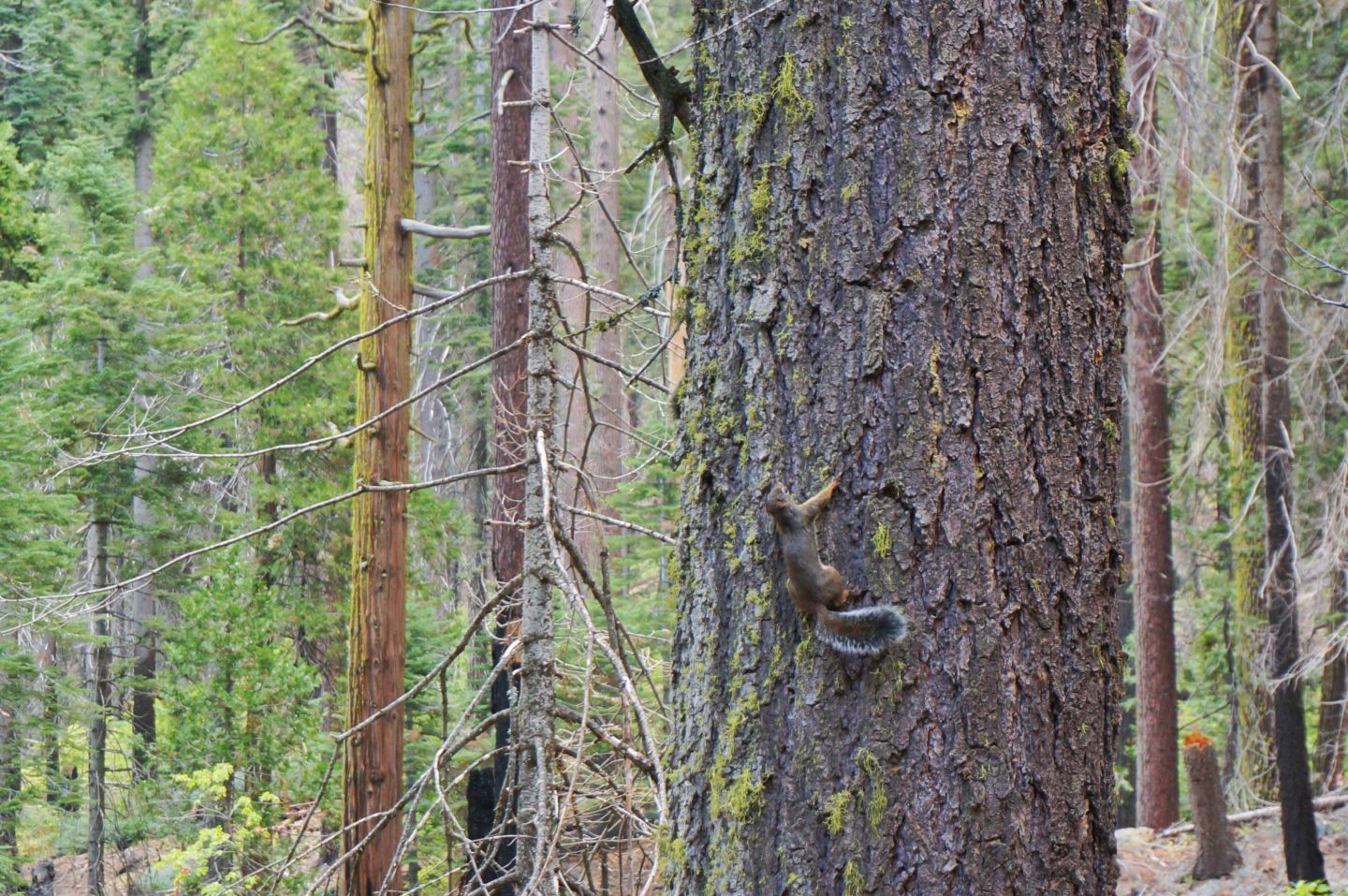 Eichhörnchen Yosemite