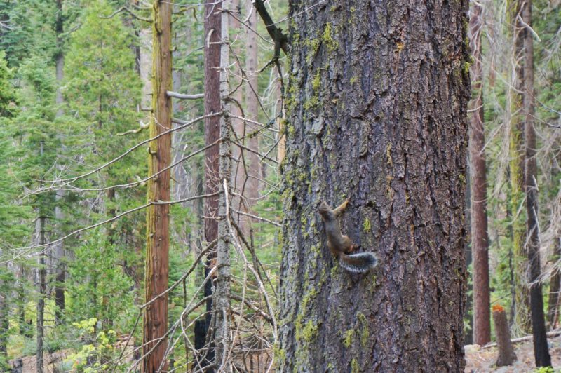 Eichhörnchen Yosemite