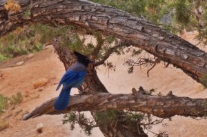 tiere bryce canyon